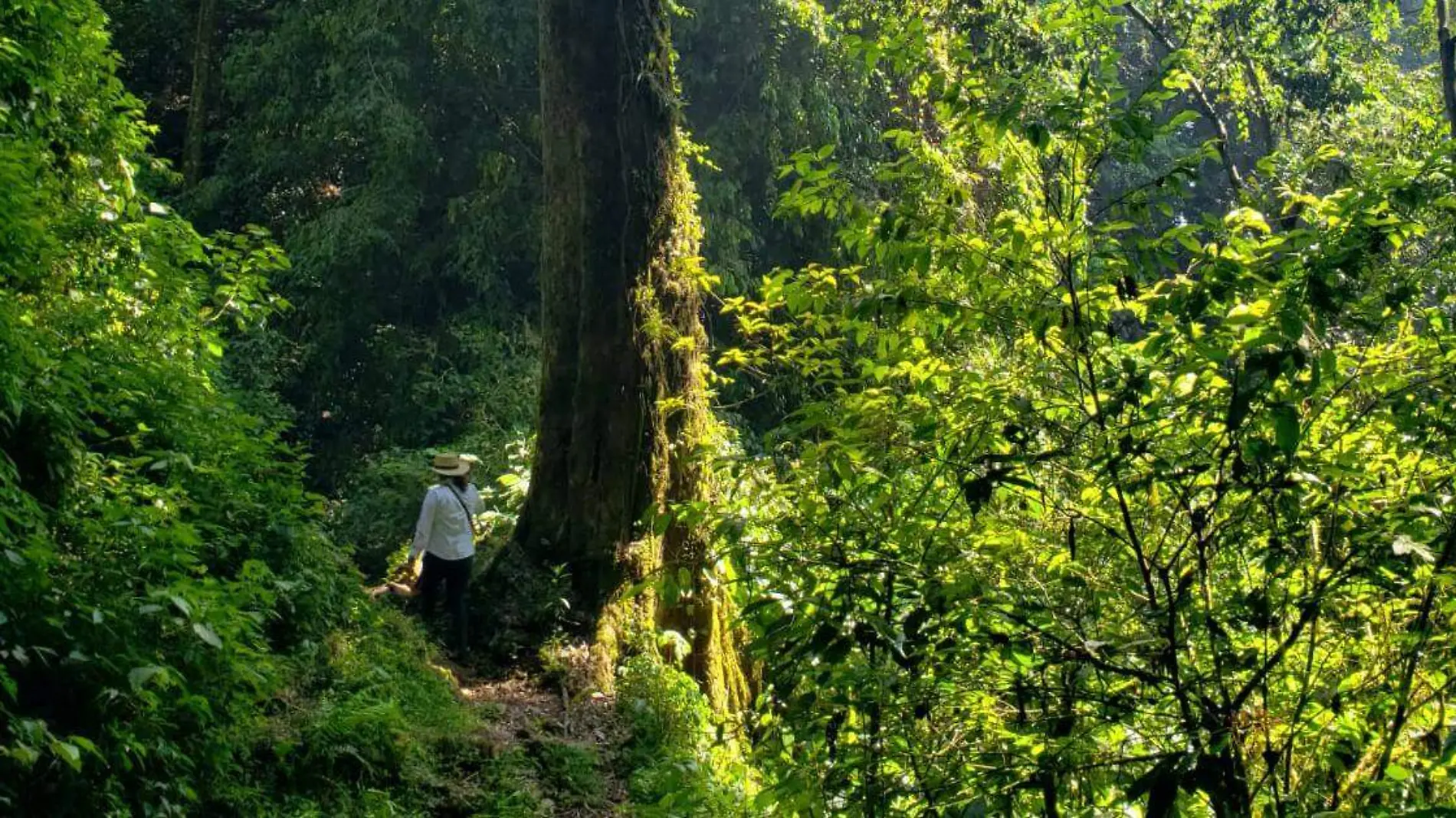 El área alberga flora y fauna nativa